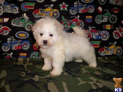 Puppies in LA